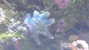 [TodoMarino.com] Ayuda identificar estrella