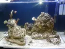 [TodoMarino.com] maquinaria pesada en mi nano reef