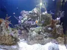 [TodoMarino.com] maquinaria pesada en mi nano reef