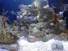 [TodoMarino.com] maquinaria pesada en mi nano reef