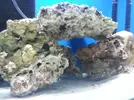 [TodoMarino.com] Cuaderno de Bitacora de mi pequeño acuario.