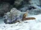 [TodoMarino.com] Cuaderno de Bitacora de mi pequeño acuario.