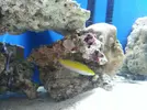 [TodoMarino.com] Cuaderno de Bitacora de mi pequeño acuario.
