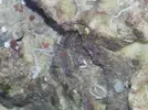 [TodoMarino.com] Mi primer acuario (90 litros)