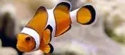 [TodoMarino.com] que tipo de pez payaso es este ocellaris o percula?