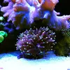 [TodoMarino.com] Micro reef  56 litros