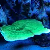 [TodoMarino.com] Micro reef  56 litros