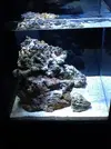 [TodoMarino.com] Mi primer acuario marino