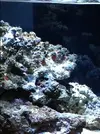 [TodoMarino.com] Mi primer acuario marino