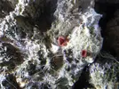[TodoMarino.com] Una ayuda para identificar animalitos