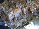 [TodoMarino.com] Una ayuda para identificar animalitos