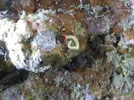 [TodoMarino.com] Una ayuda para identificar animalitos