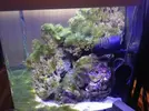 [TodoMarino.com] Nano Reef  a partir de un Resum dms 500  Pl