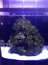 [TodoMarino.com] Nano Reef  a partir de un Resum dms 500  Pl