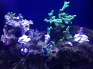 [TodoMarino.com] Nano Reef  a partir de un Resum dms 500  Pl