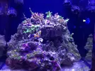 [TodoMarino.com] Nano Reef  a partir de un Resum dms 500  Pl