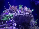 [TodoMarino.com] Nano Reef  a partir de un Resum dms 500  Pl
