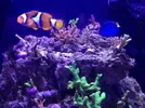 [TodoMarino.com] Nano Reef  a partir de un Resum dms 500  Pl