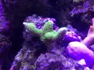 [TodoMarino.com] Nano Reef  a partir de un Resum dms 500  Pl