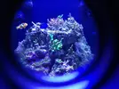 [TodoMarino.com] Nano Reef  a partir de un Resum dms 500  Pl