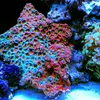 [TodoMarino.com] Micro reef  56 litros
