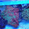 [TodoMarino.com] Micro reef  56 litros