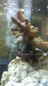 [TodoMarino.com] Nombre del CORAL