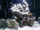 [TodoMarino.com] Mi primer acuario (90 litros)