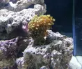 [TodoMarino.com] Mi primer acuario (90 litros)