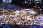 [TodoMarino.com] Macro problema de Algas