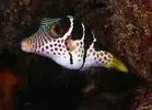 [TodoMarino.com] Compatibilidad del Pez globo con otros peces y invertebrados