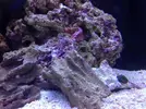 [TodoMarino.com] Nano reef blau 60L