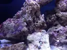 [TodoMarino.com] Nano reef blau 60L