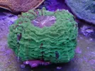 [TodoMarino.com] Corales jc1veterinarios