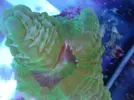 [TodoMarino.com] Corales jc1veterinarios