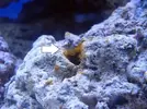 [TodoMarino.com] Manchas en rocas