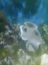 [TodoMarino.com] Sarcophyton