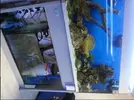 [TodoMarino.com] mi otro acuario