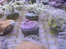 [TodoMarino.com] Una de Corales con colorrrrr!!!