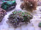[TodoMarino.com] Una de Corales con colorrrrr!!!