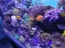 [TodoMarino.com] Corales jc1veterinarios