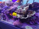 [TodoMarino.com] Corales jc1veterinarios