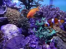 [TodoMarino.com] Corales jc1veterinarios