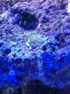 [TodoMarino.com] Puede ser un trozo de coral??
