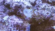 [TodoMarino.com] ¿Que anemonas son estas? y ¿cada cuanto tiempo tengo que alimentarlas?