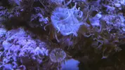[TodoMarino.com] ¿Que anemonas son estas? y ¿cada cuanto tiempo tengo que alimentarlas?