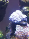[TodoMarino.com] Mi nano de  90l