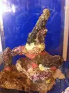 [TodoMarino.com] Primer acuario: NanoReef