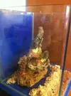 [TodoMarino.com] Primer acuario: NanoReef