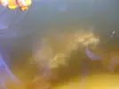 [TodoMarino.com] Agua Marron